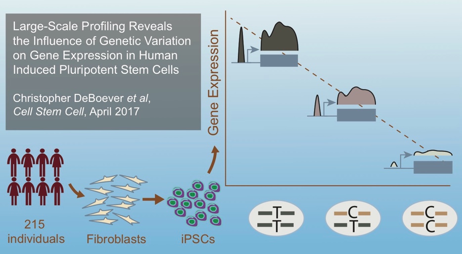 Large-scale profiling reveals the influence of genetic variation on gene expression in human induced pluripotent stem cells.