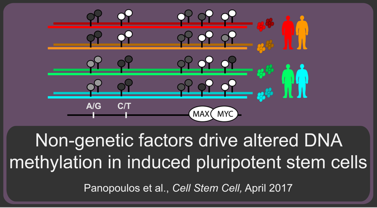 Aberrant iPSC methylation is associated with motif enrichment and gene expression changes in a clone-specific manner independent of genetics.