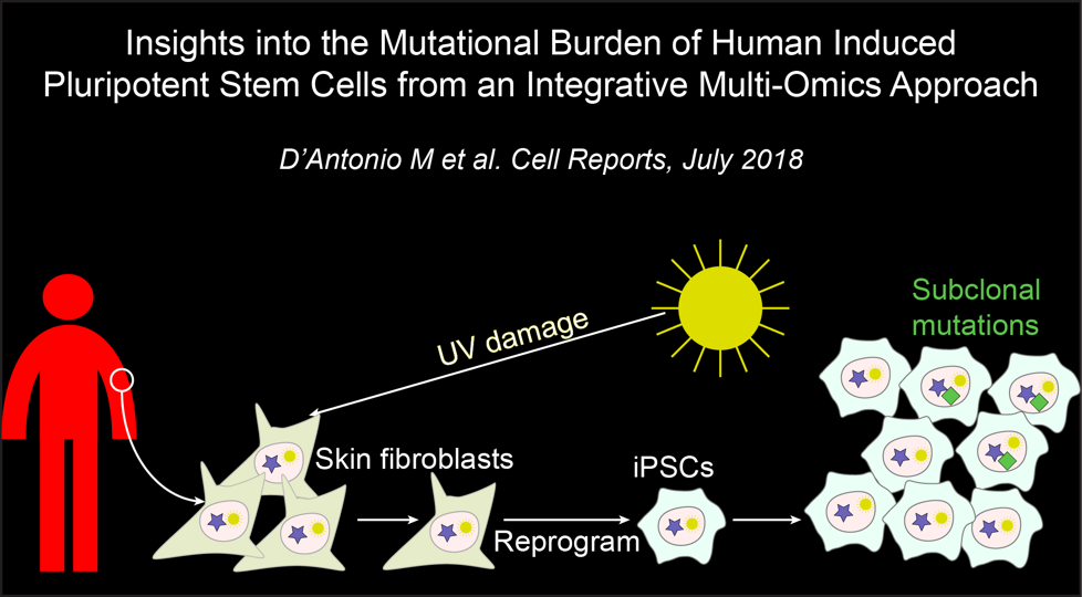 Insights into the mutational burden of human induced pluripotent stem cells using an integrative multi-omics approach. 