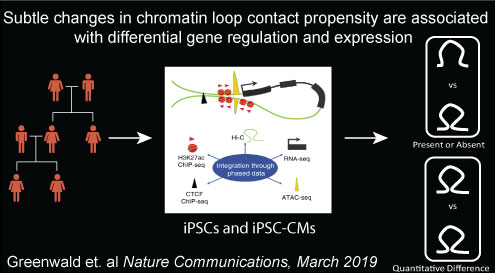 Subtle changes in chromatin loop contact propensity are associated with differential gene regulation and expression.