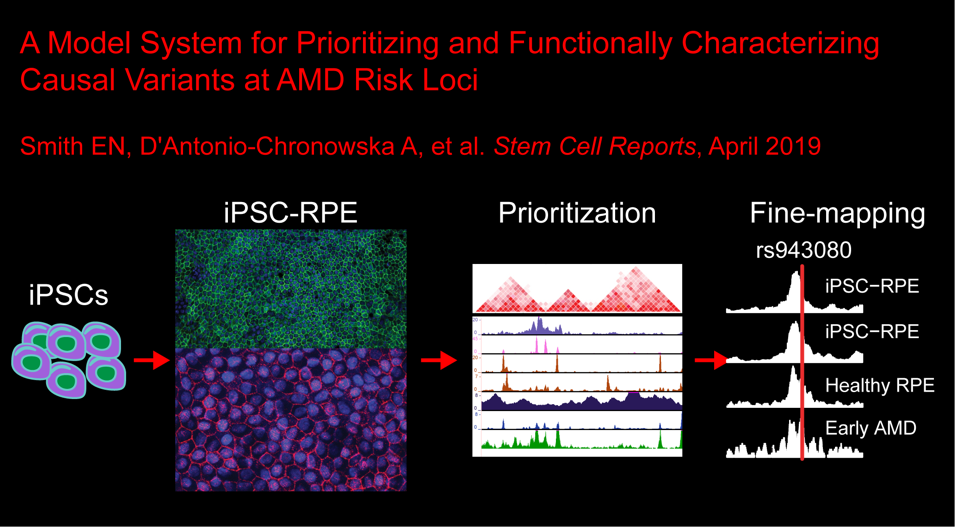 Human iPSC-Derived Retinal Pigment Epithelium: A Model System for Prioritizing and Functionally Characterizing Causal Variants at AMD Risk Loci.