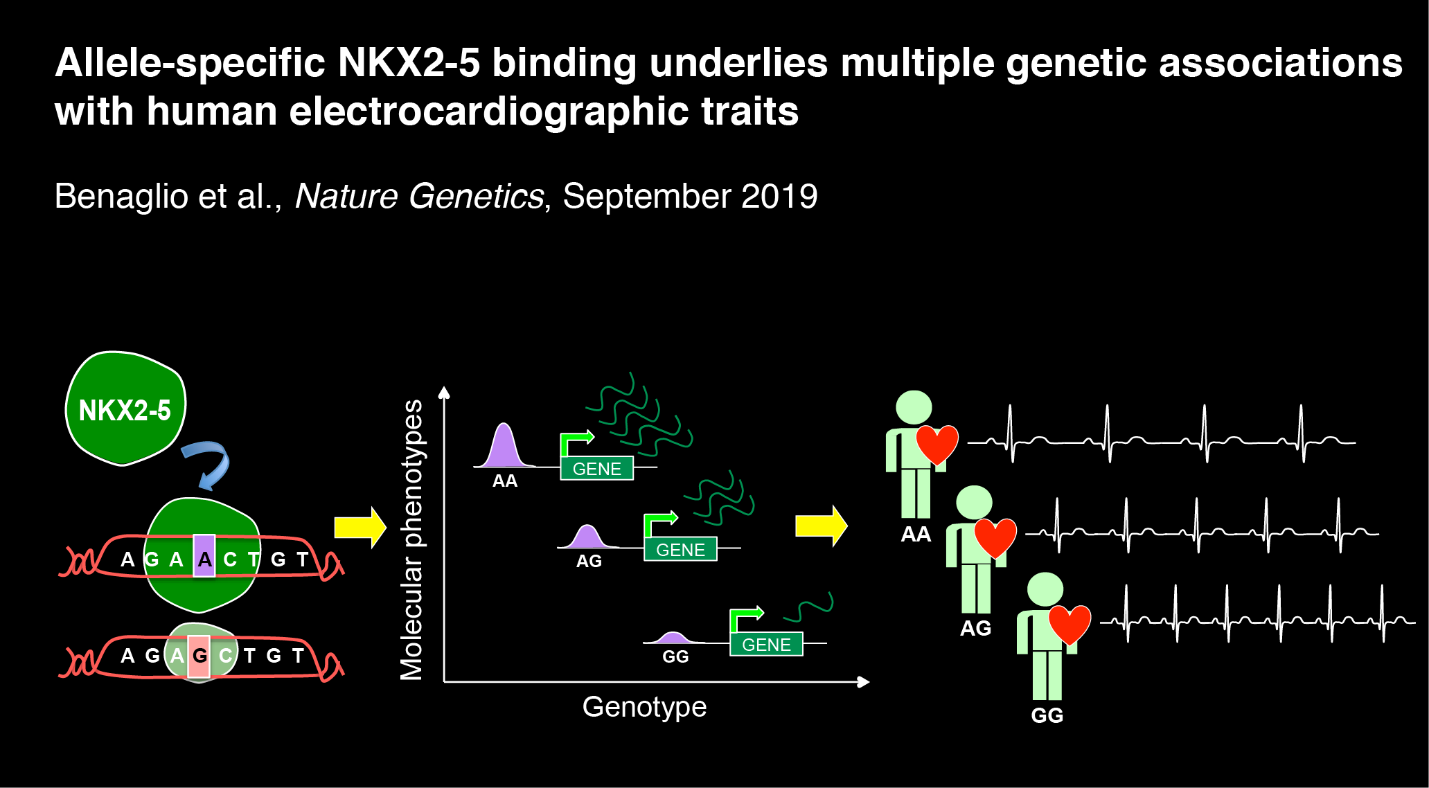 Allele-specific NKX2-5 binding underlies multiple genetic associations with human electrocardiographic traits.