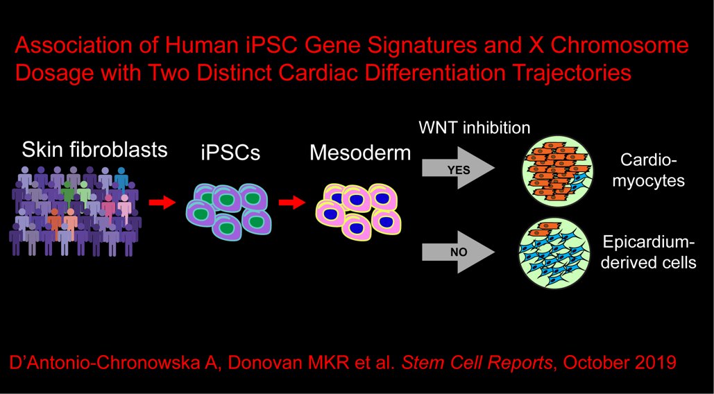 Association of Human iPSC Gene Signatures and X Chromosome Dosage with Two Distinct Cardiac Differentiation Trajectories. 