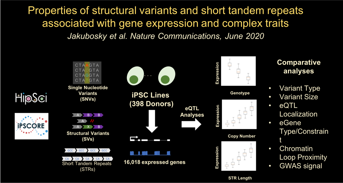 Properties of structural variants and short tandem repeats associated with gene expression and complex traits.