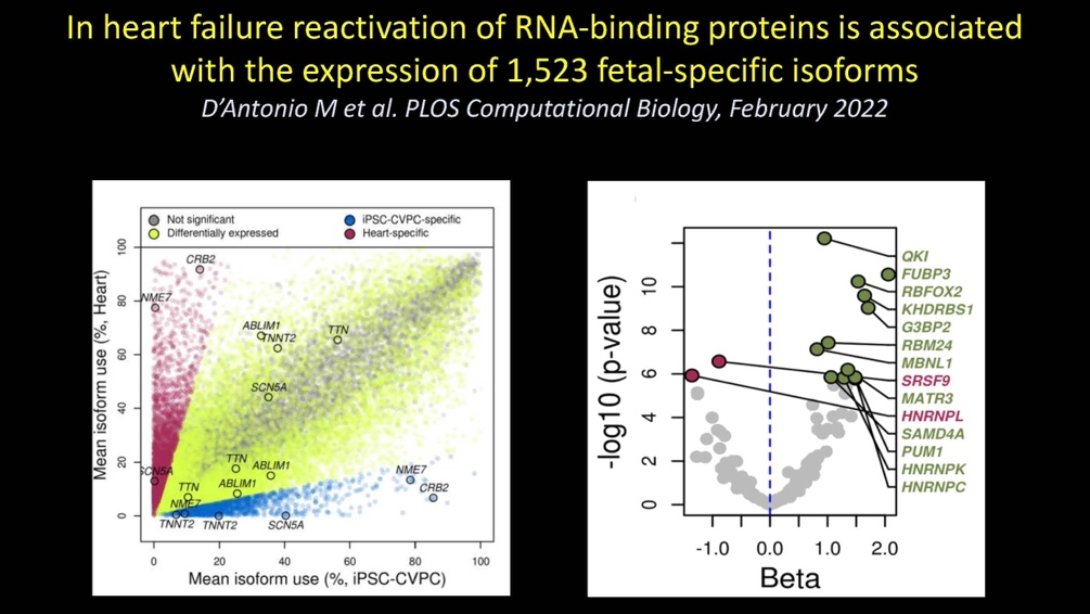 In heart failure reactivation of RNA-binding proteins is associated with the expression of 1,523 fetal-specific isoforms.