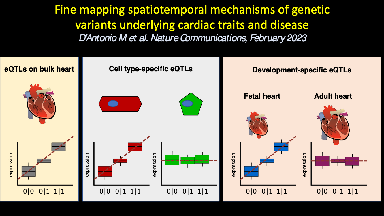 Fine mapping spatiotemporal mechanisms of genetic variants underlying cardiac traits and disease. 