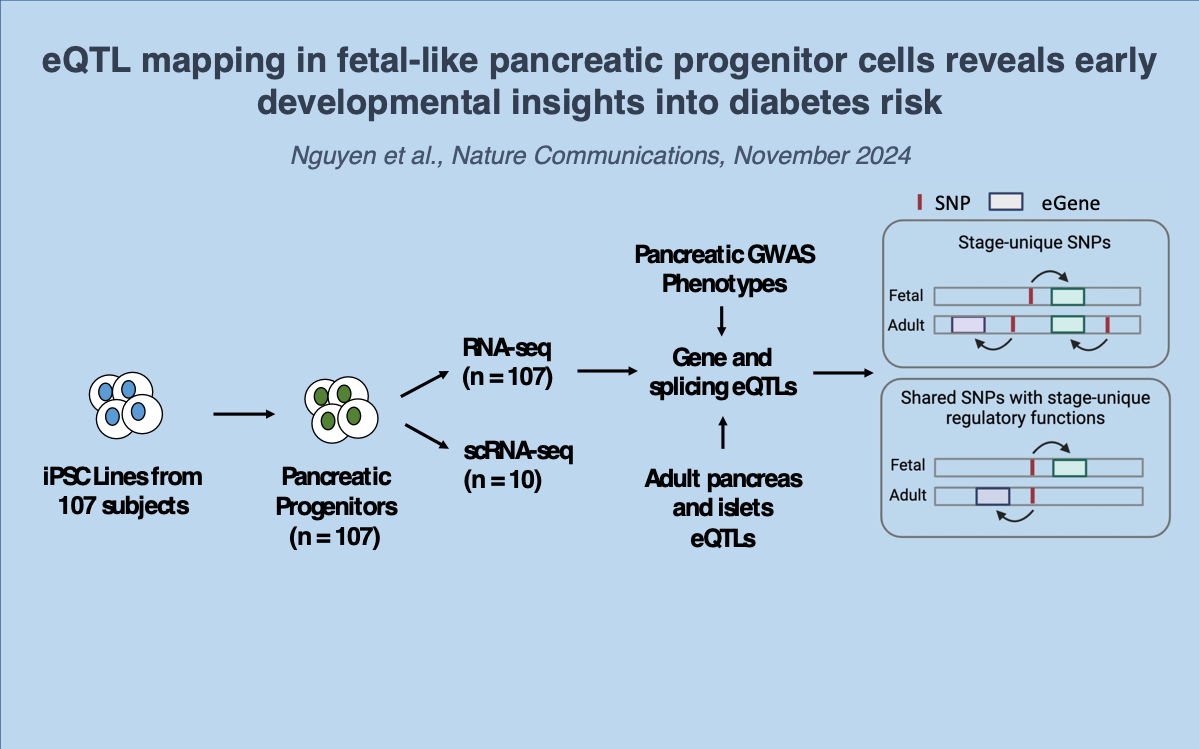 eQTL mapping in fetal-like pancreatic progenitor cells reveals early developmental insights into diabetes risk.