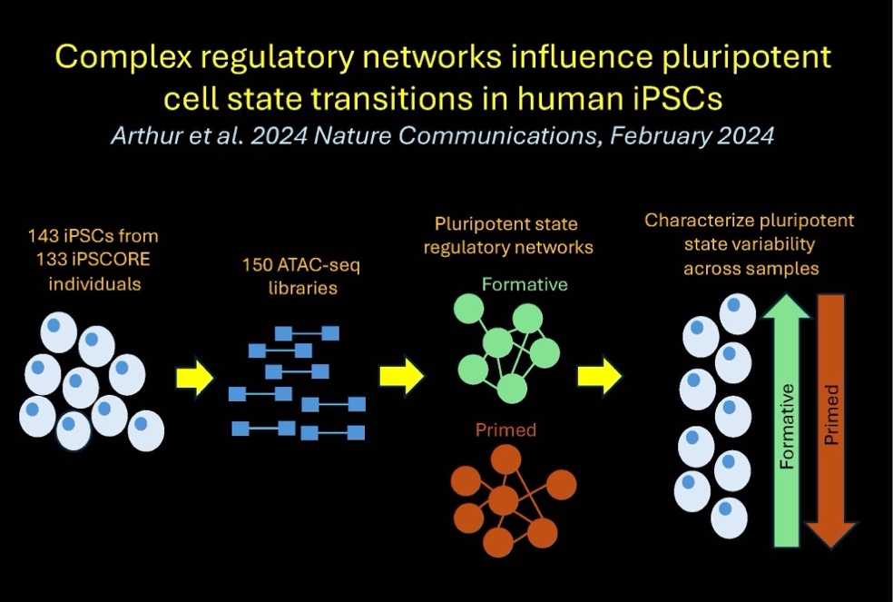 Complex regulatory networks influence pluripotent cell state transitions in human iPSCs.